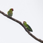 Double-eyed Fig Parrot